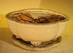 Beige Ceramic Bonsai Pot Lotus Shaped Professional Series with Attached Humidity/Drip Tray 6.37" x 4.75" x 2.625"