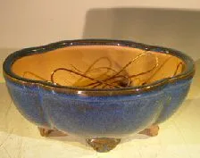 Blue Ceramic Bonsai Pot Oval Lotus Shaped Professional Series 8.25" x 7.25" x 3.5"