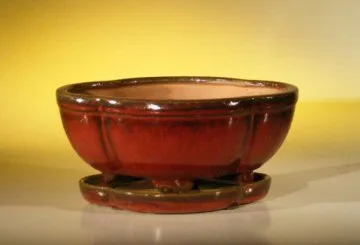 Parisian Red Ceramic Bonsai Pot - Oval Professional Series with Attached Humidity/Drip tray 8.5" x 6.5" x 3.5"